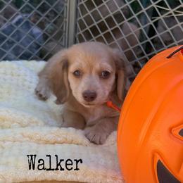 Walker - Cream male Dachshund puppy in Slaughterville, Oklahoma from BooneDox Miniature Dachshunds
