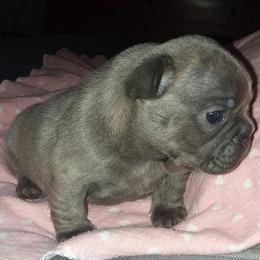 French Bulldog Puppies from Texas Express French Bulldogs