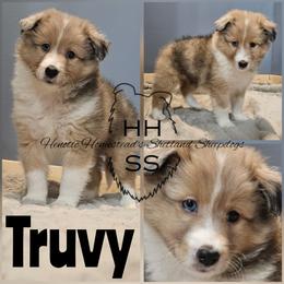 Truvy - Sable merle and white female Shetland Sheepdog puppy in Mc Minnville, Tennessee from Henotic Homestead's Shetland Sheepdogs