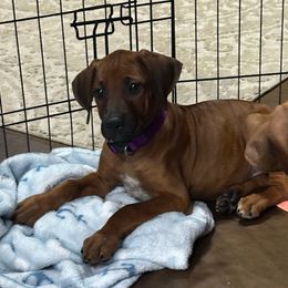 Luna - Rd whtn blk nose female Rhodesian Ridgeback puppy in Montgomery, Texas from Timber Ridge Kennels