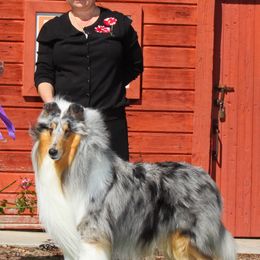 Collies and Pembroke Welsh Corgis from Terry Hansen's Collies & Corgis