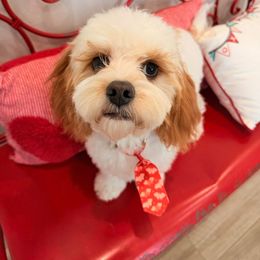 Cavapoo and Shihpoo Puppies from Haus of Doodles