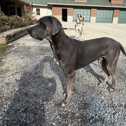 Colt - Great Dane