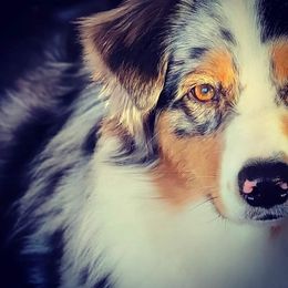 Australian Shepherd Puppies from Grand Ridge Australian Shepherds