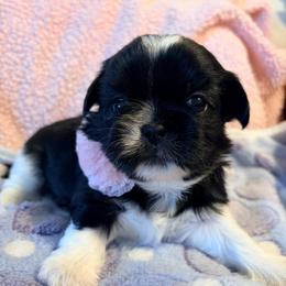 Chloe - Black and white female Shih Tzu puppy in Hemet, California from Aloha Shih Tzu