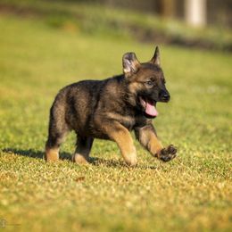 German Shepherd Puppies from Sommerfeld German Shepherds
