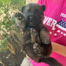 Othello - Sable male German Shepherd puppy in Boerne, Texas from Sudenblick German Shepherds