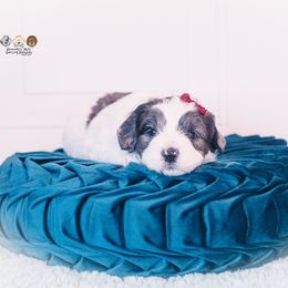 Lillian - Merle female Goldendoodle puppy in Lima, Ohio from Hommel’s Mini Darling Doodles