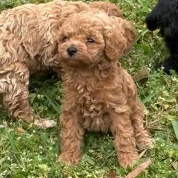 Tango - Apricot male Poodle puppy in Chattanooga, Tennessee from Ross Vegas Kennels