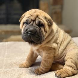 Pink collar - Red fawn female Chinese Shar-Pei puppy in Elkin, North Carolina from Martini Shar-Pei