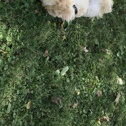 Soft Coated Wheaten Terrier Puppies from Exeter Soft Coated Wheaten Terriers