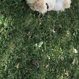Soft Coated Wheaten Terrier Puppies from Exeter Soft Coated Wheaten Terriers