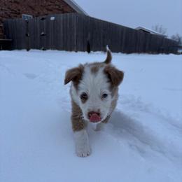 Tito - Red merle male Border Collie puppy in Centerton, Arkansas from Chappell Breeding