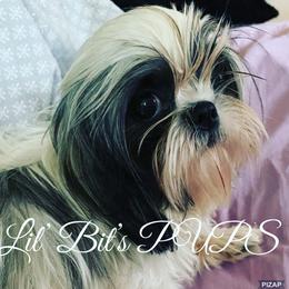 Paris - Shih Tzu