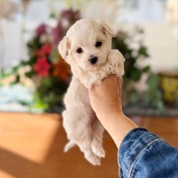 Snowball - White male Maltipoo puppy in West Jordan, Utah from Gem Puppies of Utah