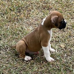 Boxer Puppies from Big Dawg Plantation