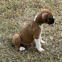 Boxer Puppies from Big Dawg Plantation