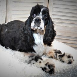 CLASSY - Cocker Spaniel
