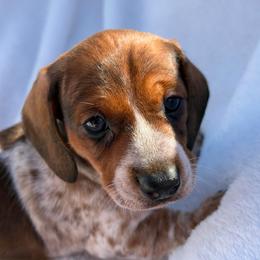 Snickerdoodle- Red Dapple Pie (CKC reg.) - Piebald male Dachshund puppy in Whitehouse, Texas from Daschund Pups