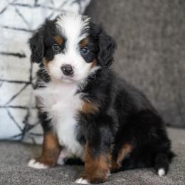 Barney - Tri-color male Bernedoodle puppy in Dundee, Ohio from Down Home Doodle