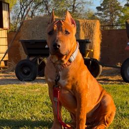 MINK - Fawn sable female American Bully puppy in Texas from TEXAS BULLY FAMILY