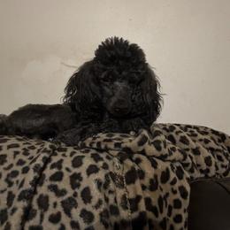Ziggy - Poodle
