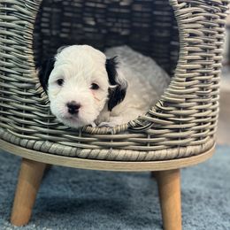Nami - Black and white female Bernedoodle puppy in Frederick, Maryland from Dashing Doodles