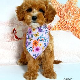 Amber - Apricot female Cavapoo puppy in Pocasset, Massachusetts from Mini Goldendoodles of Cape Cod
