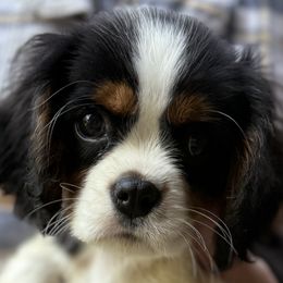 Cavalier King Charles Spaniels and Labrador Retrievers from Heavenly Pups