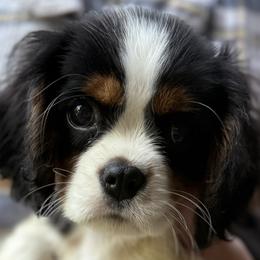 Cavalier King Charles Spaniels and Labrador Retrievers from Heavenly Pups