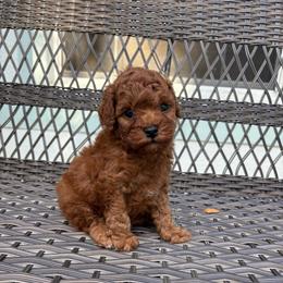 Charlie - Red  male Goldendoodle puppy in Brooksville, Florida from Abby’s Standard Goldendoodles