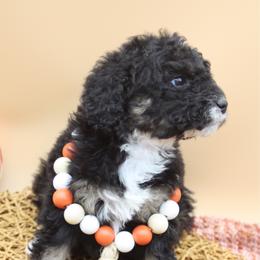 Glitter - Tri-color female Bernedoodle puppy in Scottsville, Kentucky from Barren River Bernedoodles and Poodles