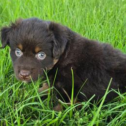 Camshaft - Red tri male Miniature Australian Shepherd puppy in Paris, Texas from Blue Envy Mini Aussies