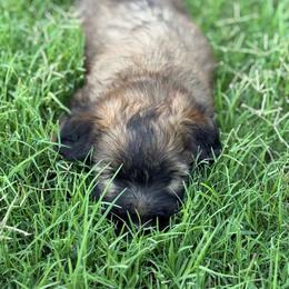 Light Green - Wheaten male Soft Coated Wheaten Terrier puppy in Gordonville, Texas from Serenity Valley Wheatens