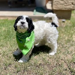Aussiedoodle Puppies from Aussie Doodles Arizona