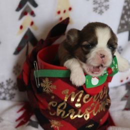 Boy 2-Chip - Brindle and white Shih Tzu puppy in Lithonia, Georgia from Dream Pups