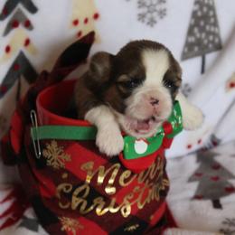 Boy 2-Chip - Brindle and white Shih Tzu puppy in Lithonia, Georgia from Dream Pups