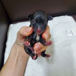 Myrtle - Liver female Miniature Schnauzer puppy in Sandy, Utah from Phantom Mage Schnauzers