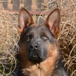 Cica - German Shepherd