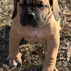 Adonis - Fawn male Boerboel puppy in Manassas, Virginia from Relentless Boerboels