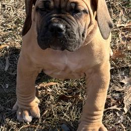 Adonis - Fawn male Boerboel puppy in Manassas, Virginia from Relentless Boerboels