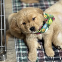 Koda - Golden male Golden Retriever puppy in Payette, Idaho from Stonewick Retrievers