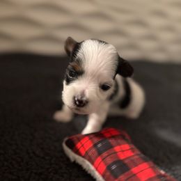 Half Pint Wee Lad - Black tan and white male Biewer Terrier puppy in Malta, Ohio from Half Pint Biewer Terriers