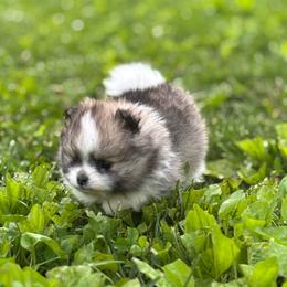 Briar - Black and tan parti female Pomeranian puppy in Plainfield, Indiana from Rose Luxe Poms