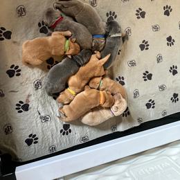 Purple collar - Champagne male Dilute Retriever puppy in Douglass, Kansas from JP Kennels, LLC