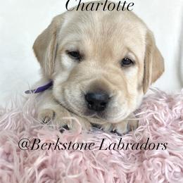 Charlotte - Yellow female Labrador Retriever puppy in Harrisburg, Pennsylvania from Berkstone Labradors