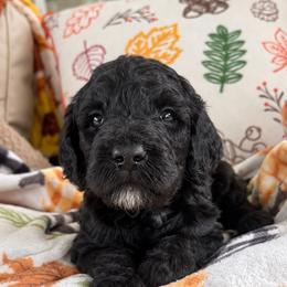 Bonnie - Black female Goldendoodle puppy in Petersburg, West Virginia from Wv Diva Doodles