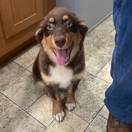 Girl 3 - Red Australian Shepherd puppy in Patoka, Indiana from Monica's Aussies