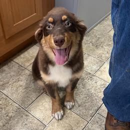 Girl 3 - Red Australian Shepherd puppy in Patoka, Indiana from Monica's Aussies