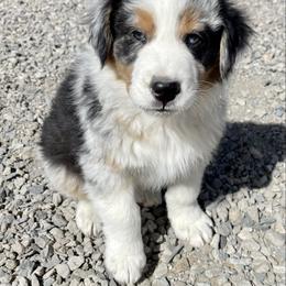 Australian Shepherd All Grown Up from Ralph's Australian Shepherds